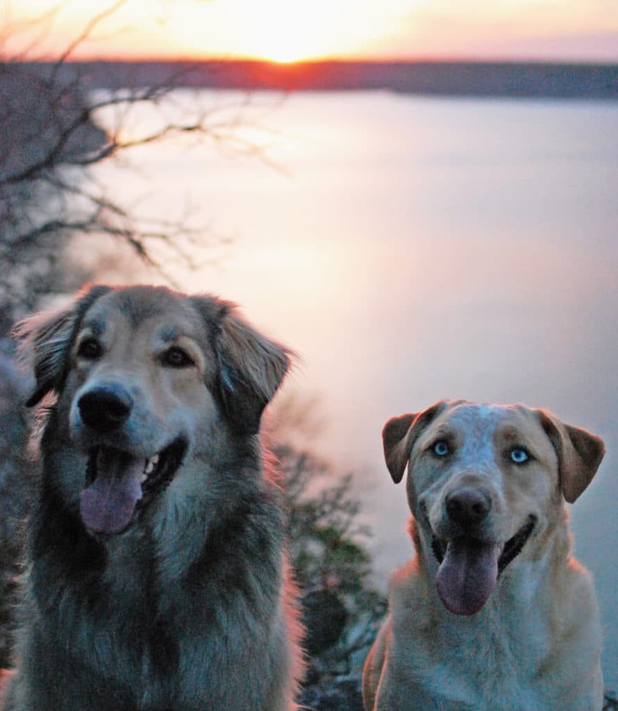 dogs